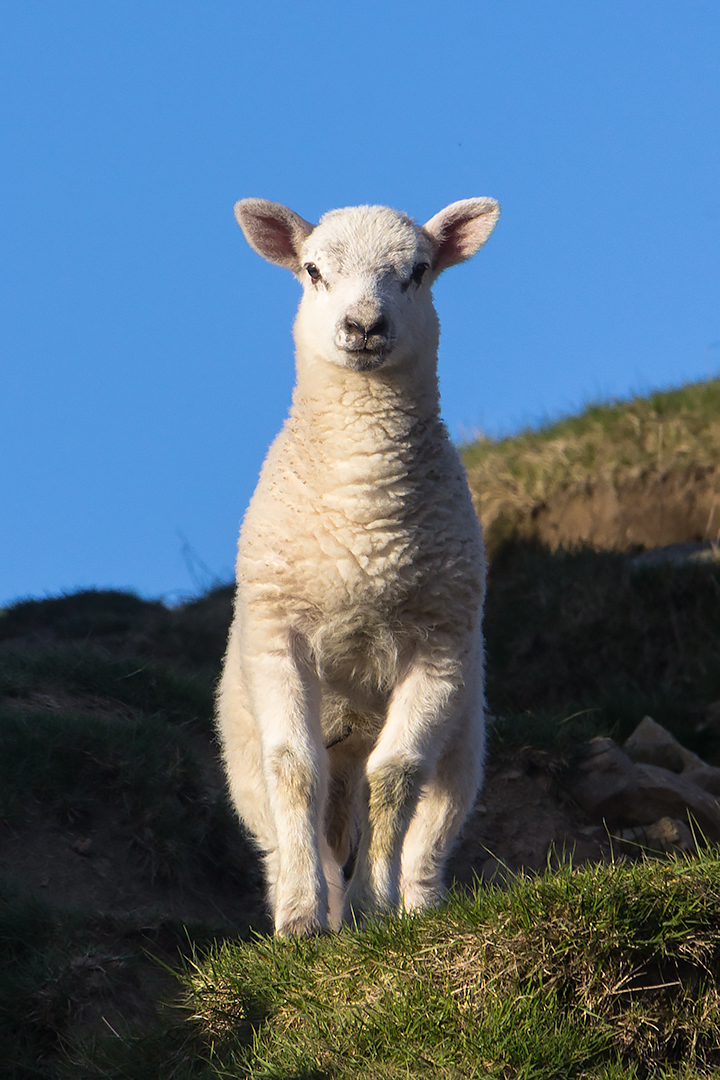 Yorkshire Dales lamb