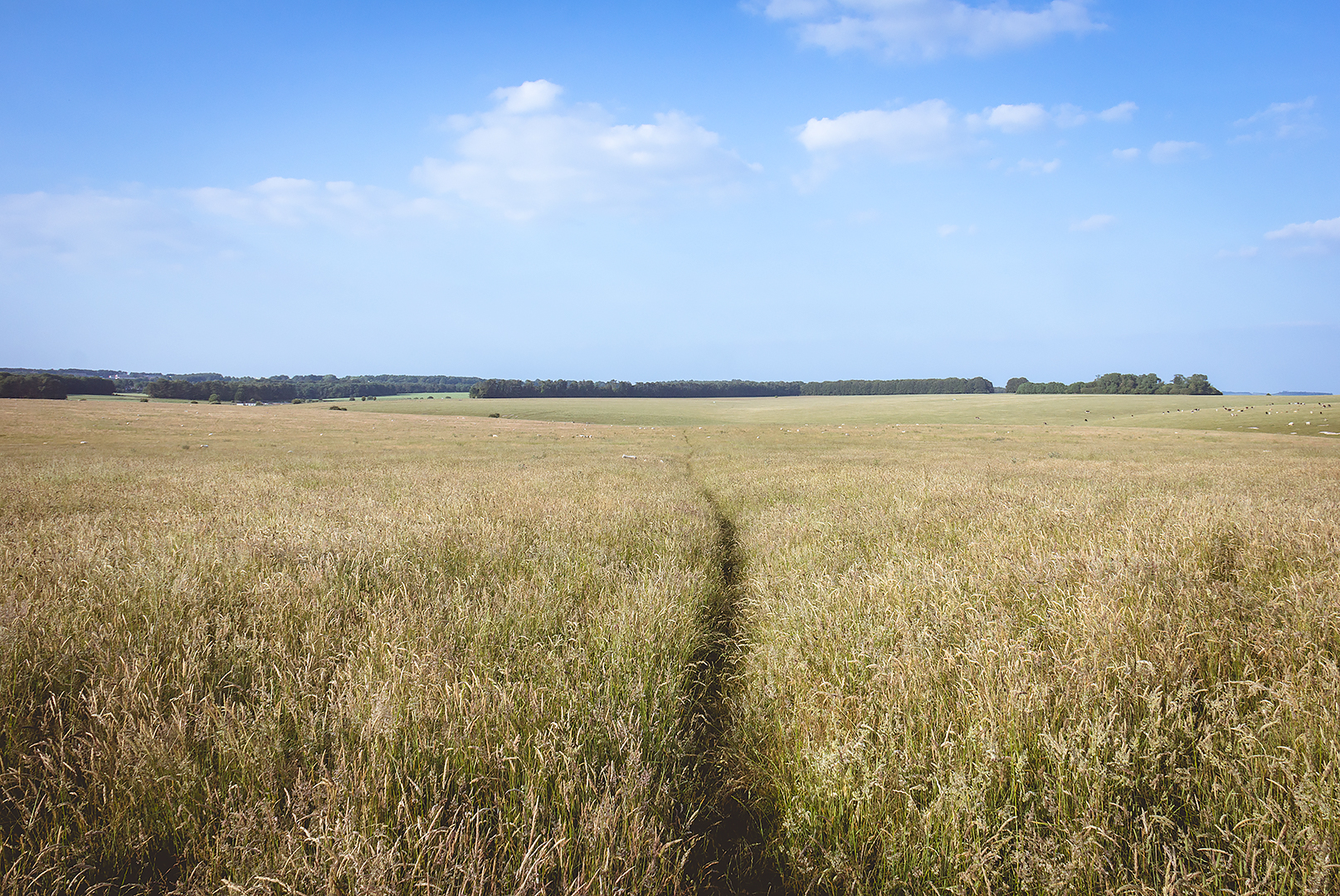 A path on the Salisbury Plain