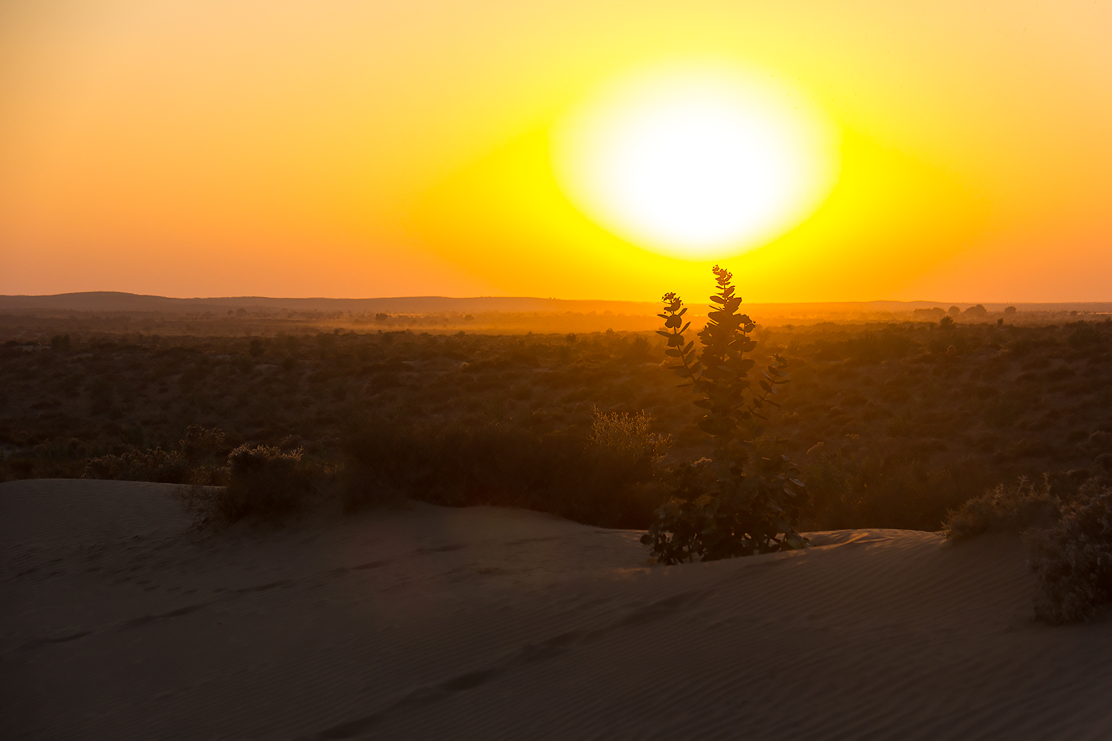 Sunset in the Thar desert