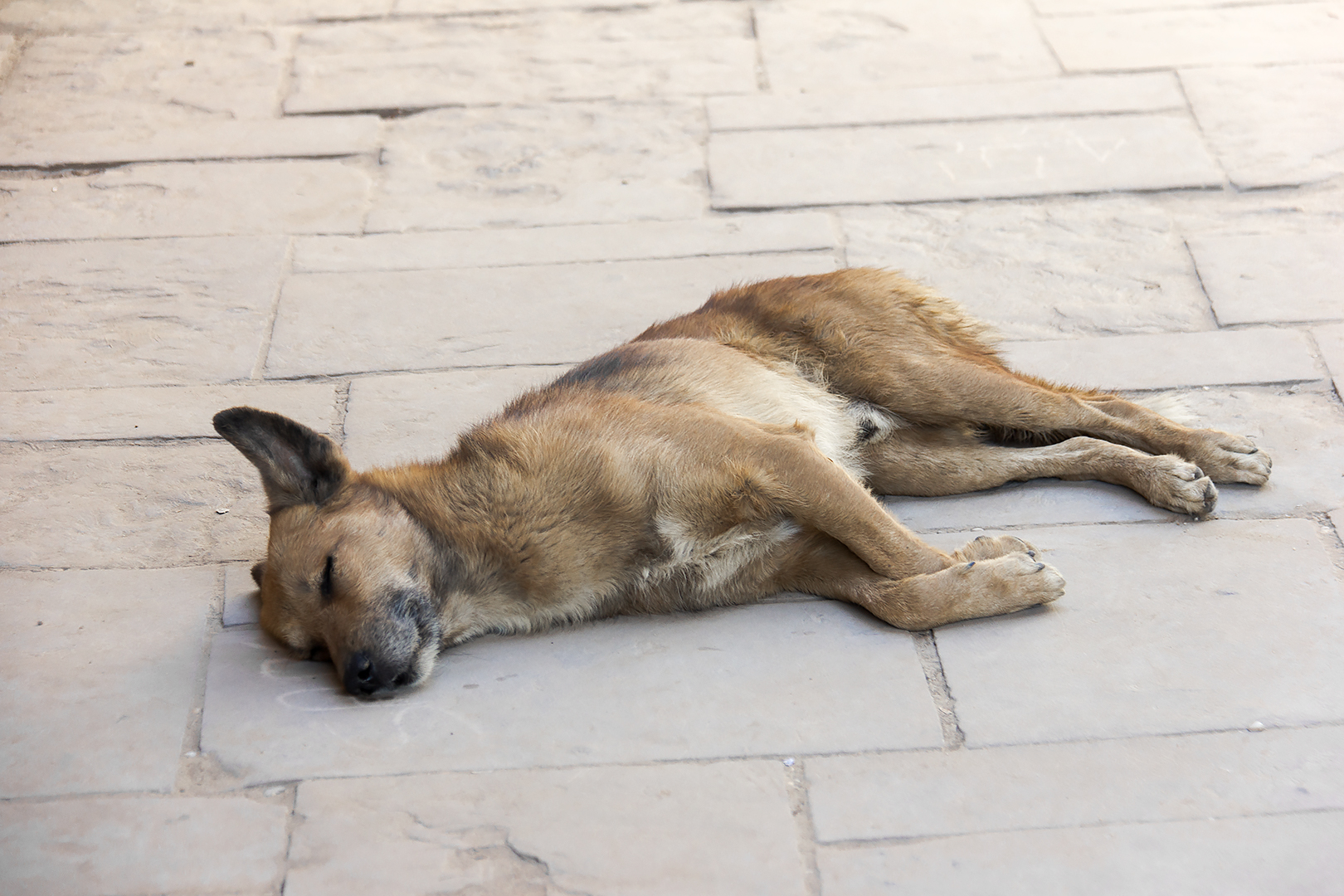 A dog relaxing in Karnak