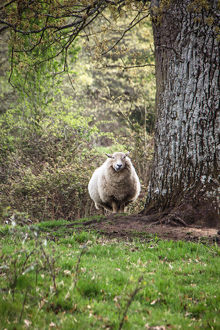A suspicious sheep