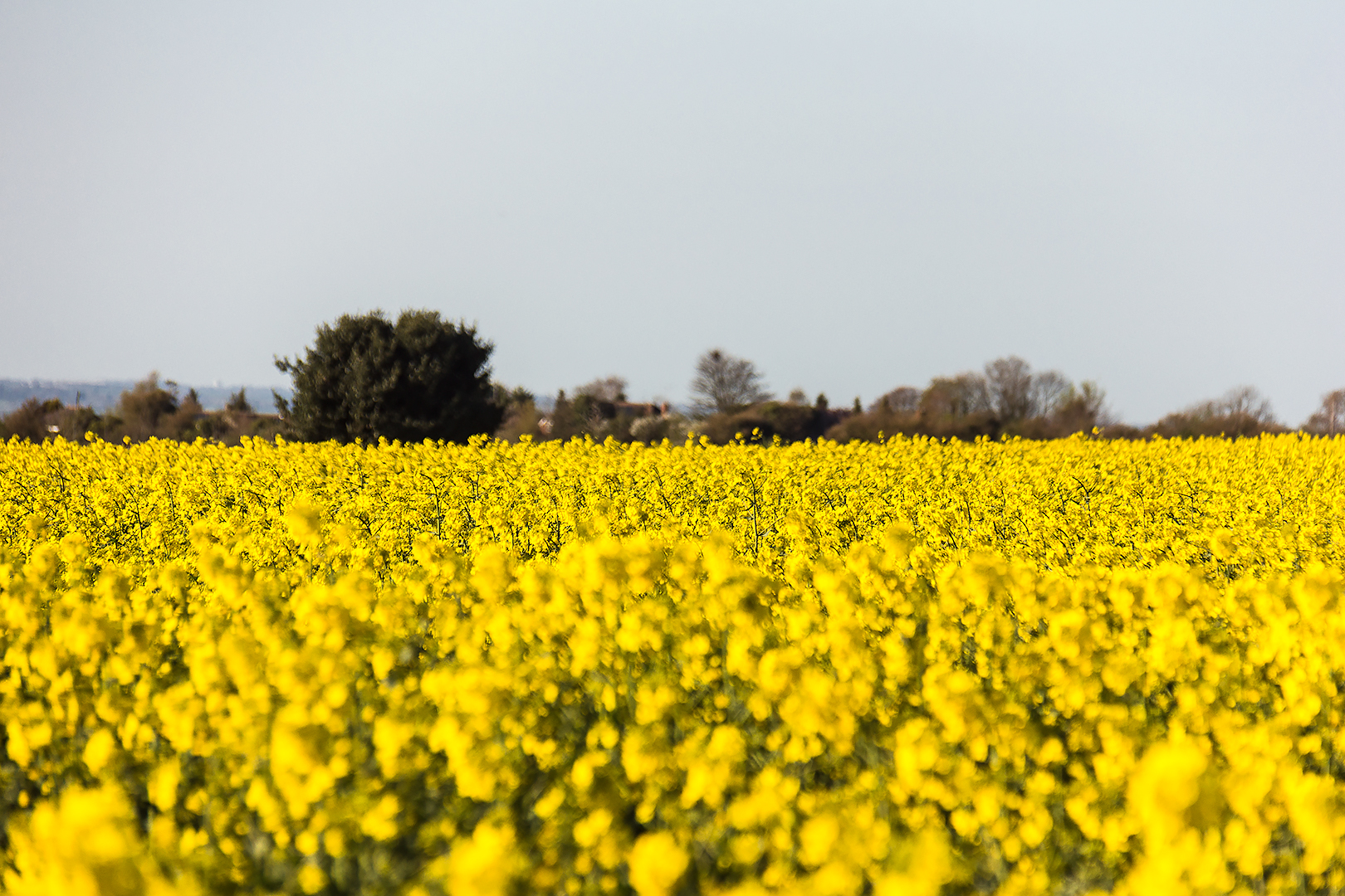 A field of rapeseed