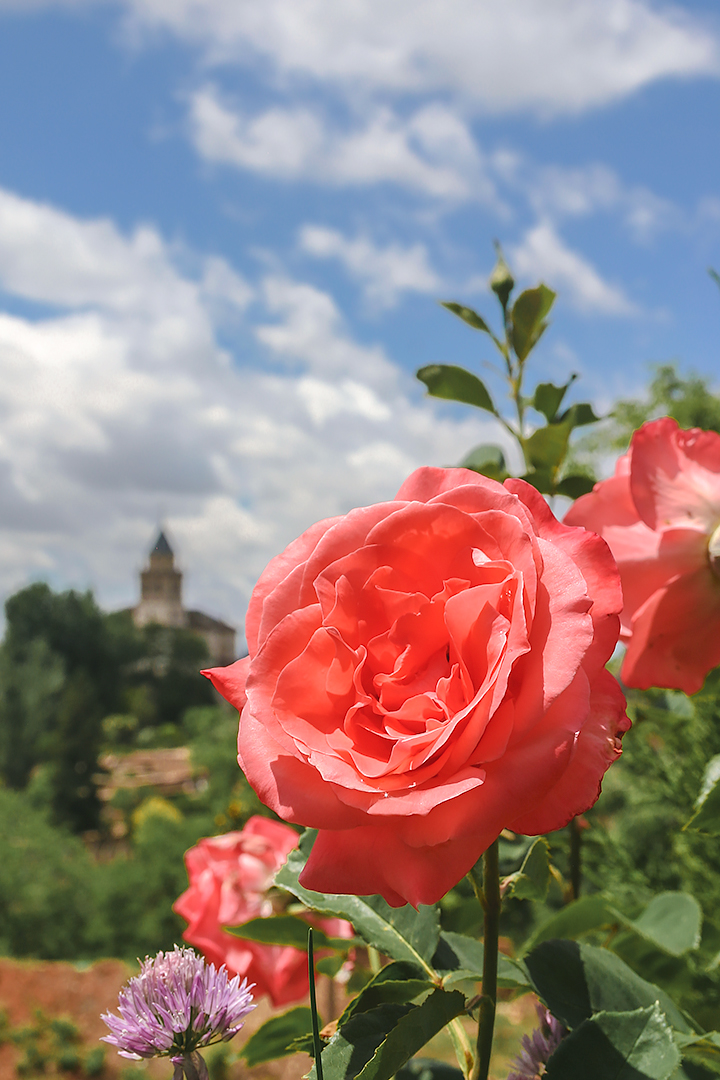 A flower in the Alhambra gardens