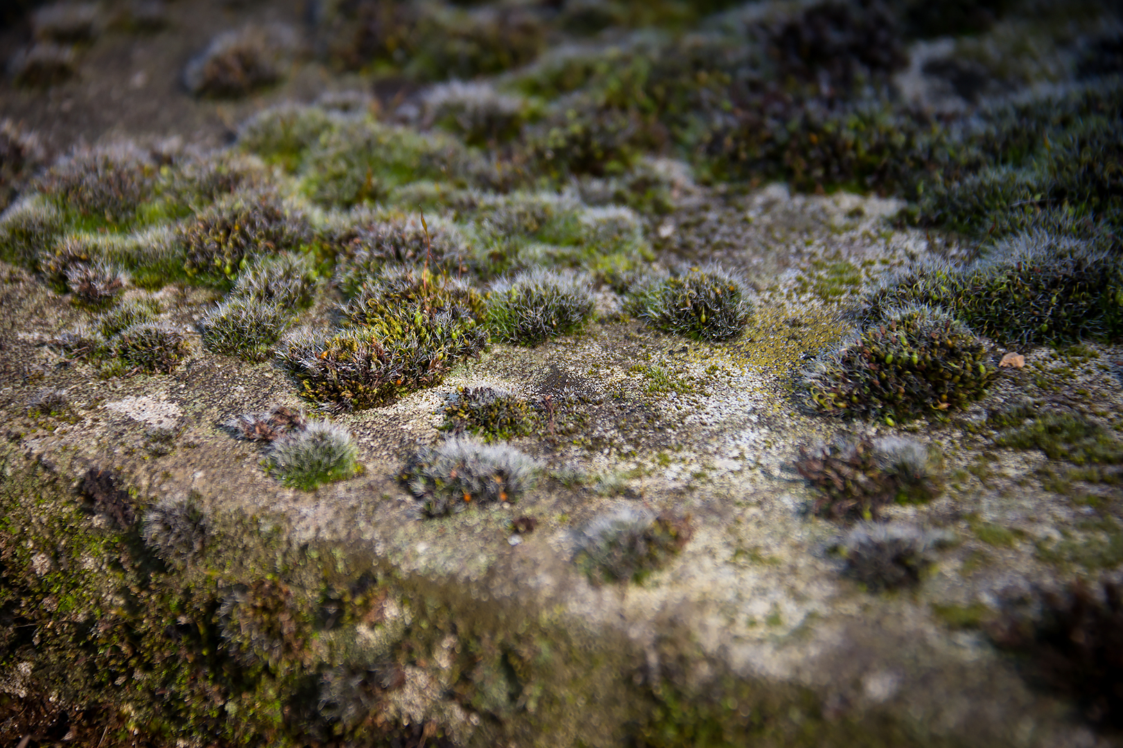 A detail of a small patch of moss