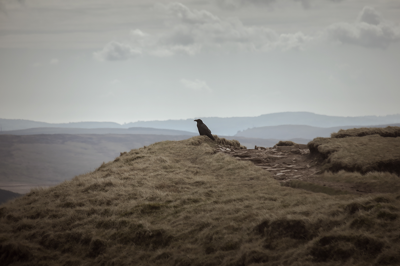 A crow admiring the vista in the Brecon Beacons
